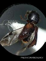 WR012 253 Xylobiops parilis.jpg