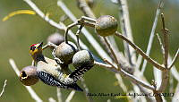 AAKVDH 0214 Melanerpes chrysogenys.JPG