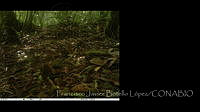 FJBL0143 Catharus sp..jpg