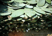 EHX0412 Opuntia sp..JPG