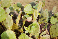 FGM3107 Passiflora foetida.JPG