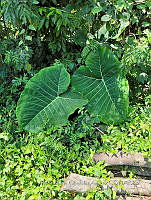 SG019 0119 Xanthosoma.jpg