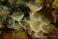 IDG0552 Bispira brunnea.jpg