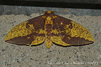 JCGM03017 Eacles imperialis.jpg