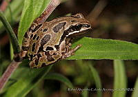 RACA 0041 Dryophytes eximius.jpg