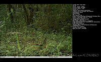 FJBL0166 Ortalis vetula.jpg