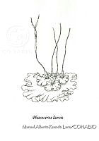 MARL0517 Phaeoceros laevis.jpg