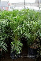 IMDOC 5705 Palma robelina.jpg