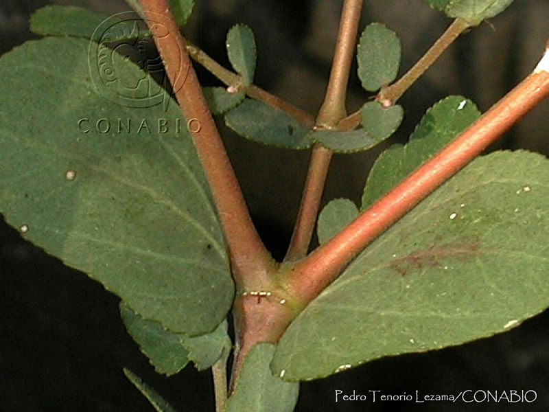 PTL1328%20Euphorbia%20berteroana.jpg.nyfv8Ir1MYmJcyVhQA3g0JtbmFja29CbnFuZ3NAbXJ6LGtwZwA.XIaBRf1Cj5