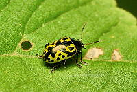 SM0575 Calligrapha signatipennis.jpg