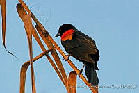ELC0054 Agelaius phoeniceus.jpg