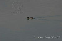 PRB0372 Fulica americana.jpg