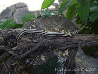 NLL0031 Conophis vittatus.jpg