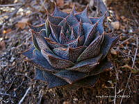 IRR 0377 Echeveria.jpg