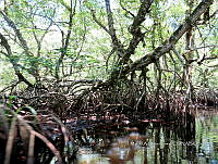 ME003 0102 Crocodylus moreletii.jpg