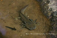 MAOG002 Ambystoma mexicanum.jpg