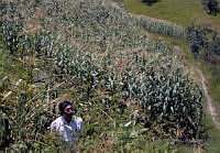 EHX0648 Zea mays.JPG