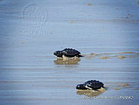 NBA 243 Lepidochelys olivacea.jpg