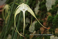 AKGC038 Brassavola cucullata.JPG