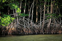 FBA0521 Rhizophora mangle.jpg