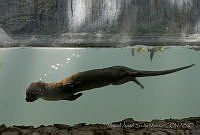 MASM05002 Lontra longicaudis.jpg