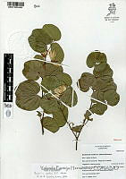 YPH0321 Bauhinia coulteri.jpg