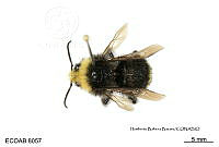 ME006 Abejas 0078 Bombus  vosnesenskii Radoskowsky, 1864.jpg