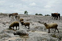 LRP1219 Ovis sp., Bos taurus, Equus asinus.jpg