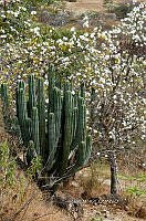 3R 00789 Ipomea pausiflora.jpg