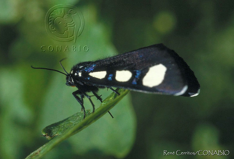 RCF0042%20Alypiodes%20bimaculata.jpg.jSezkoT0MVGdayVhQA3g0JtbmFja29CbnFuZ3NAbXJ6LGtwZwA.gEYRhmQytS