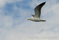 PRA0003 Larus livens.jpg