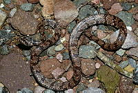 VHL0517 Sibon nebulatus.jpg