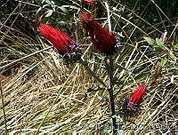GIT0002 Cirsium anartiolepis.jpg