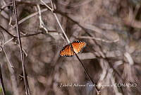 ZAPF0379 Danaus gilippus.jpg