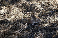 IE003 0082 Chaetodipus nelsoni.jpg