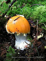 MCS161 Amanita sp..JPG