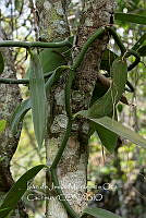 IMDOC3919 Vanilla trigonocarpa.jpg