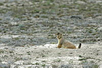 CNS0275 Cynomys mexicanus.jpg