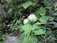 EEC0017 Asclepias angustifolia.jpg