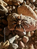 RE009 0039 Aphonopelma pallidum.jpg