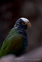 ELC0110 Pionus senilis.jpg