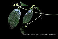 Atleq 0056 Faramea occidentalis.jpg