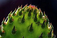 BD01 Opuntia sp..jpg