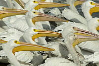 ARS00328 Pelecanus erythrorhynchos.jpg
