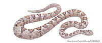 MAPM0930 Crotalus enyo ssp. enyo.jpg