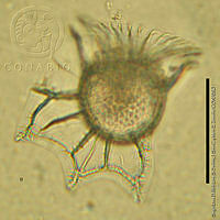 DJ017-89 Ornithocercus magnificus.jpg