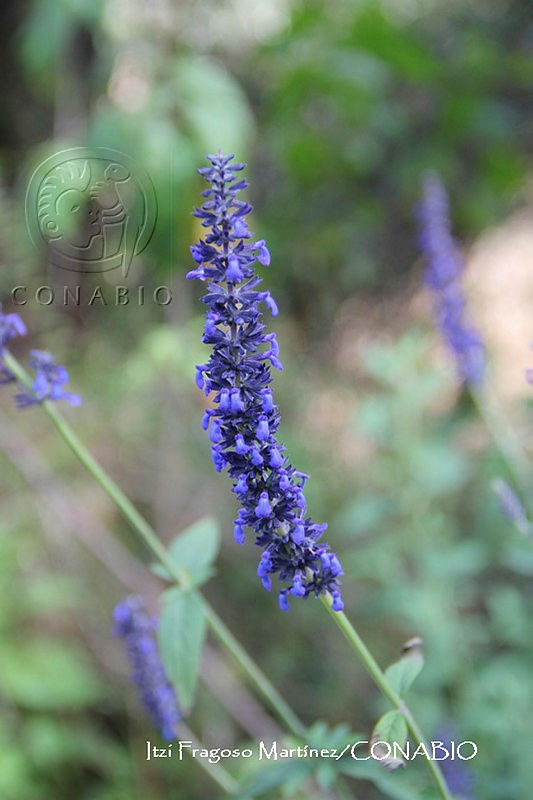 Proy%20JF091%200389%20Salvia%20lavanduloides.JPG.nyebzZT MV2fkxdjQA3g0JtbmFja29CbnFuZ3NAbXJ6LGtwZwA.68NWfYz7tk