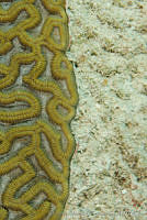 OAO0328 Colpophyllia natans.jpg