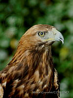 MGaves 2972 Aquila chrysaetos.jpg