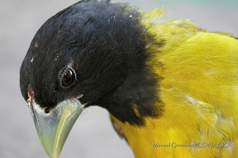 MGaves%2085%20Coccothraustes%20abeillei.jpg.oCinztv1McUFcSlhQA3g0JtbmFja29CbnFuZ3NAbXJ6LGtwZQA.gefJbq6Lnr